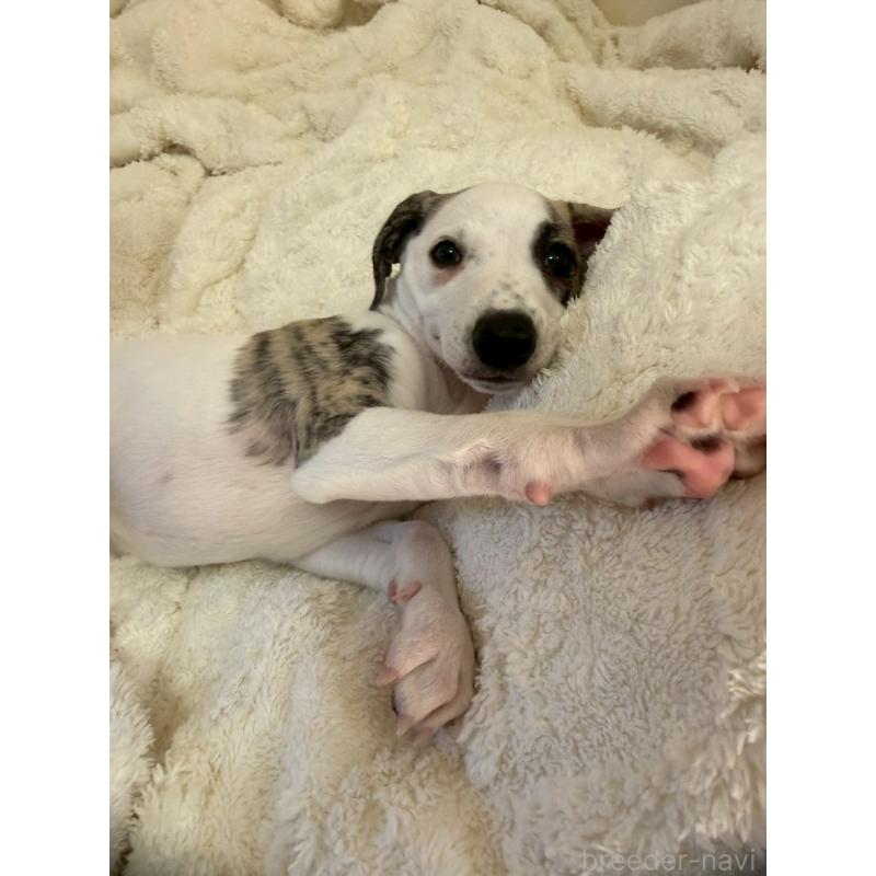 販売中の広島県のウィペット-439846の20枚目