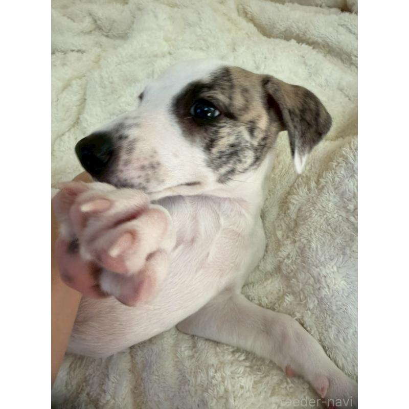 販売中の広島県のウィペット-439846の19枚目