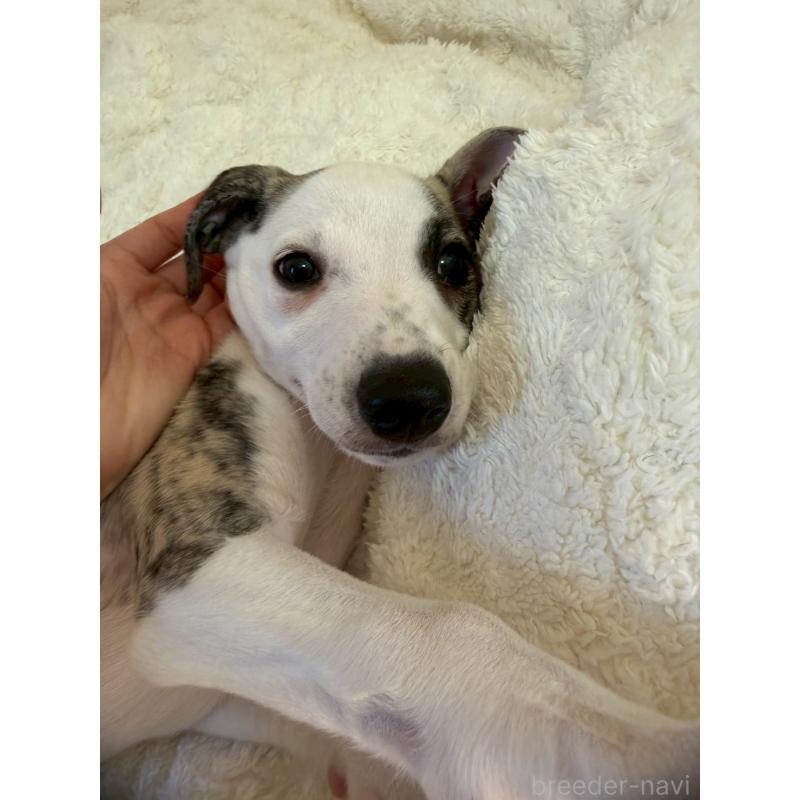 販売中の広島県のウィペット-439846の18枚目