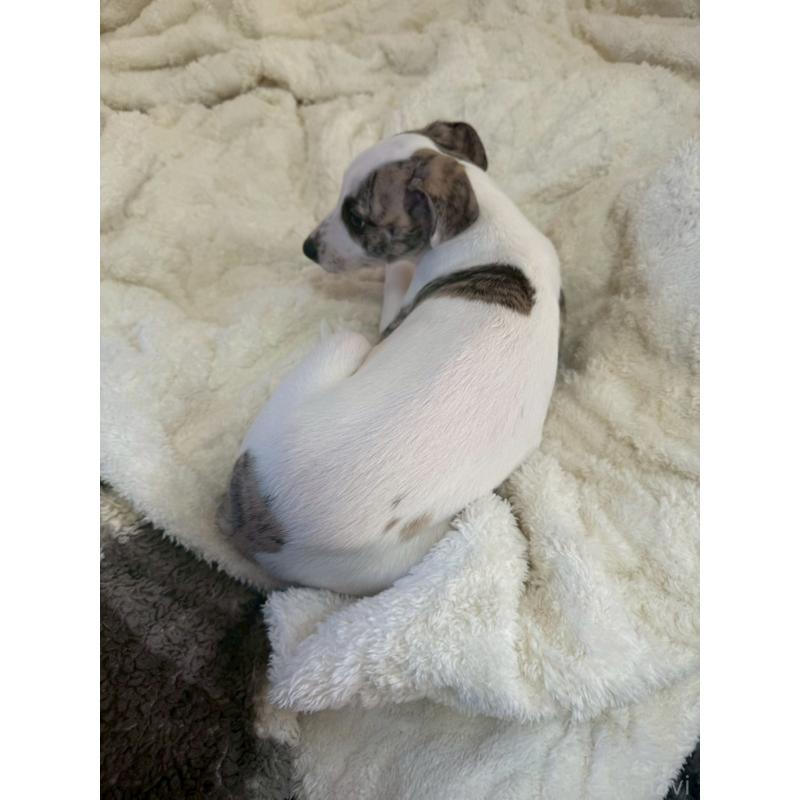 販売中の広島県のウィペット-439846の17枚目