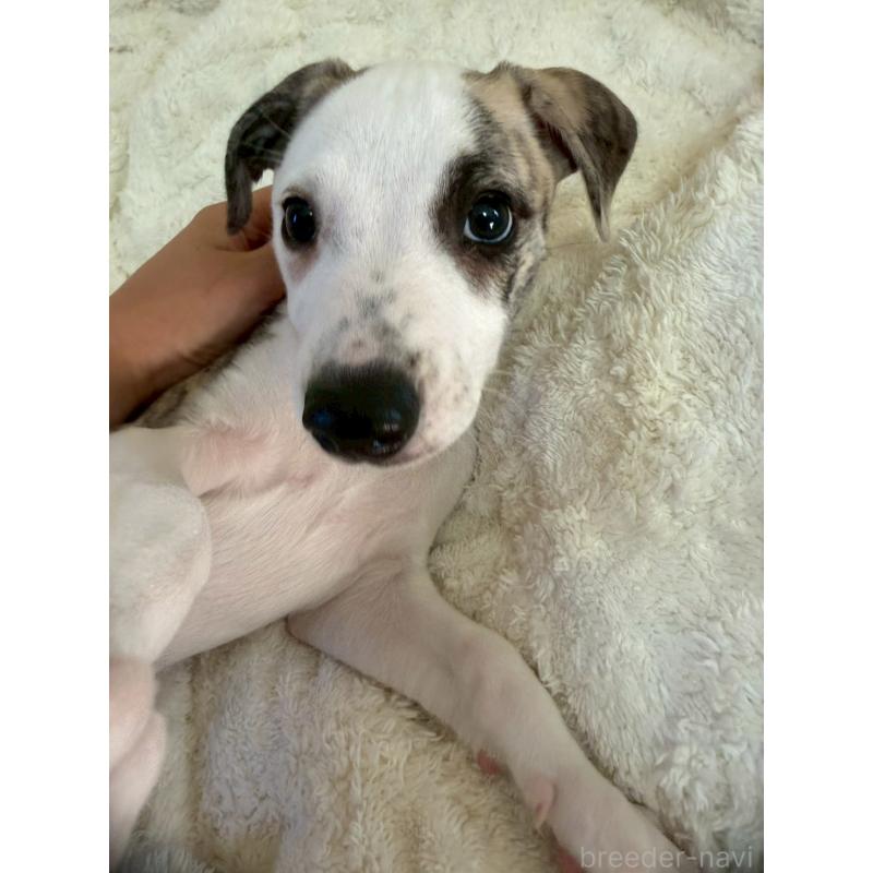 販売中の広島県のウィペット-439846の16枚目