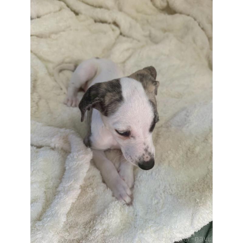 販売中の広島県のウィペット-439846の14枚目