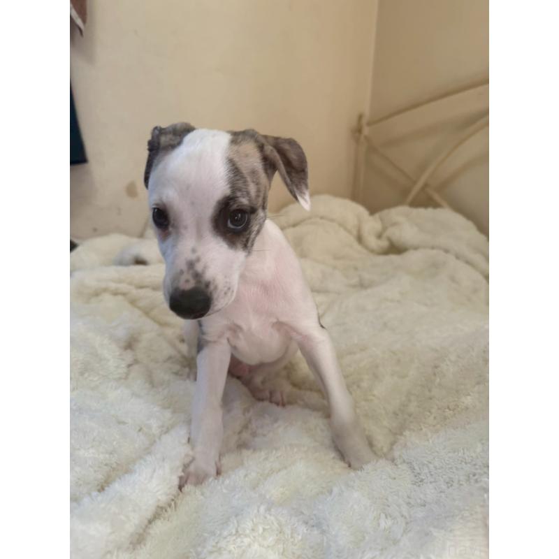 販売中の広島県のウィペット-439846の13枚目