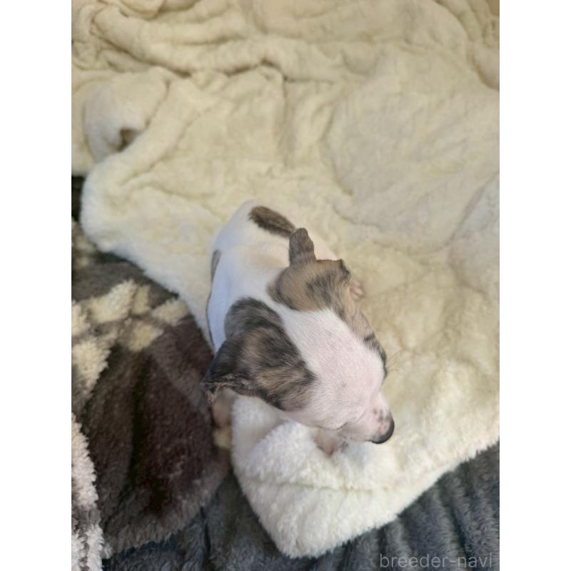 販売中の広島県のウィペット-439846の12枚目