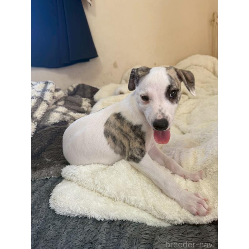 販売中の広島県のウィペット-439846の11枚目