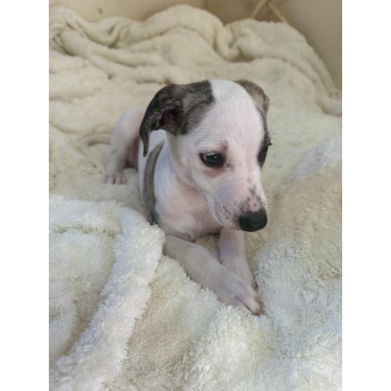 販売中の広島県のウィペット-439846の10枚目