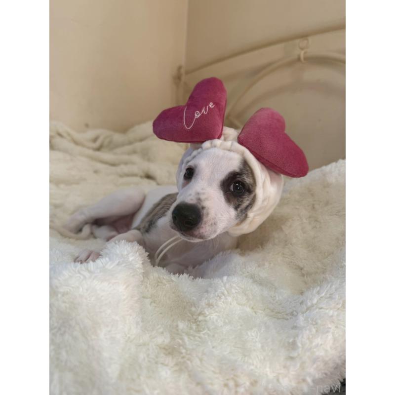 販売中の広島県のウィペット-439846の7枚目