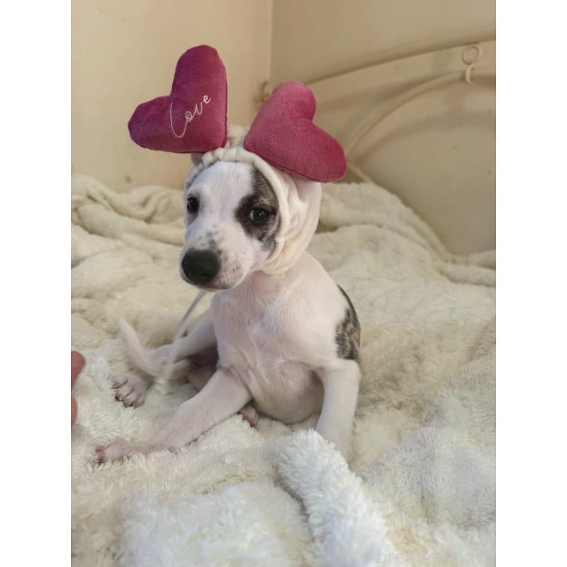 販売中の広島県のウィペット-439846の5枚目