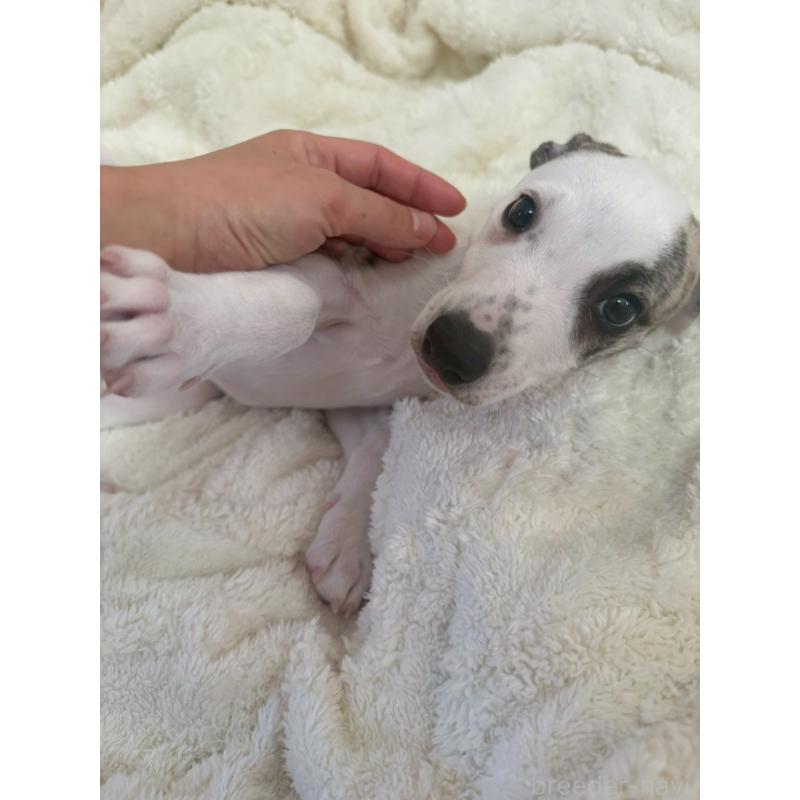 販売中の広島県のウィペット-439846の3枚目