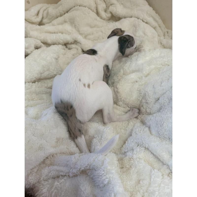 販売中の広島県のウィペット-439846の2枚目