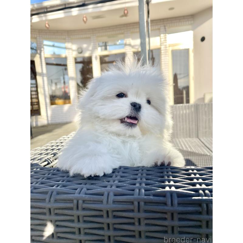 販売中の山梨県のミックス犬-430783の19枚目