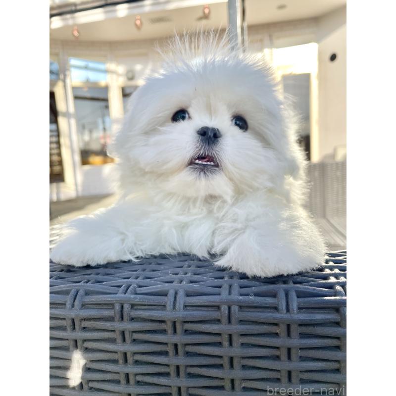 販売中の山梨県のミックス犬-430783の18枚目