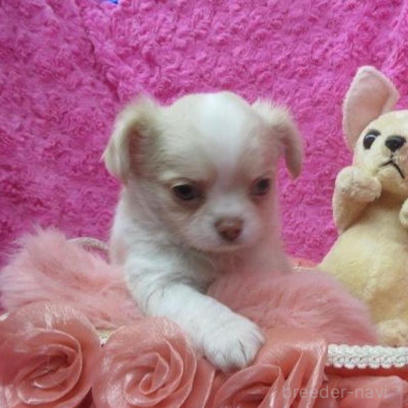 販売中の京都府のチワワ(ロングコート)-443889