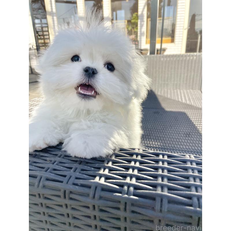 販売中の山梨県のミックス犬-430783の17枚目