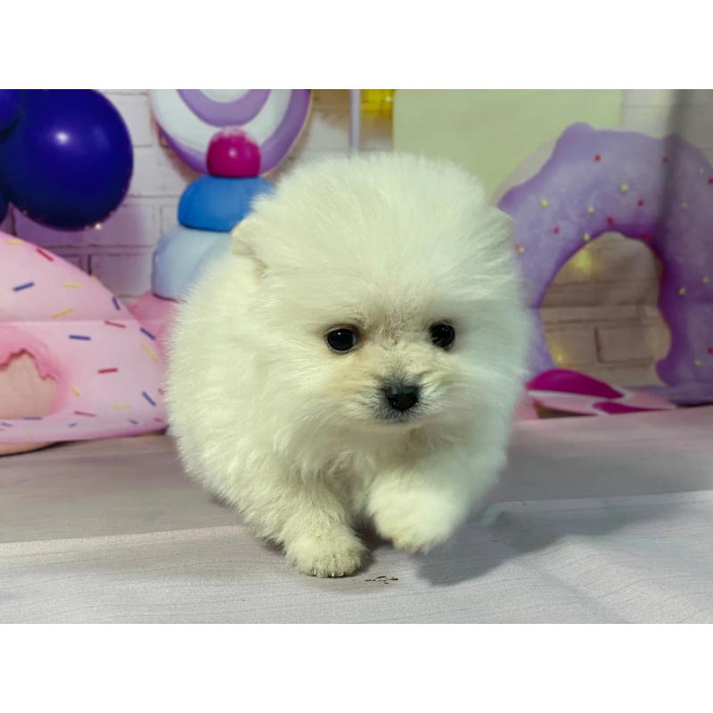 販売中の埼玉県のポメラニアン-444332の5枚目