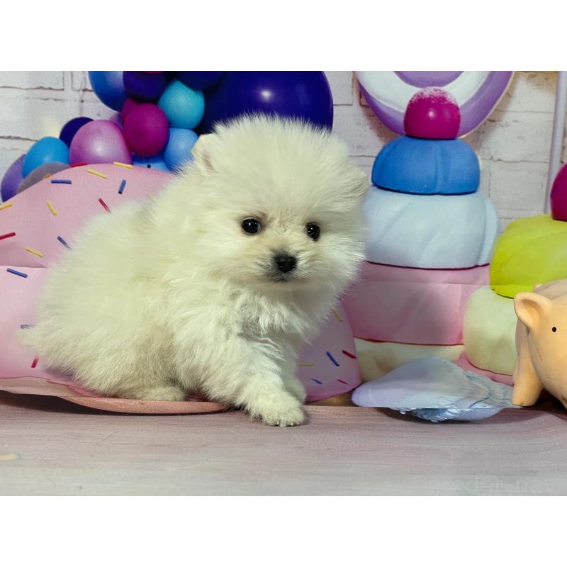 販売中の埼玉県のポメラニアン-444332の4枚目