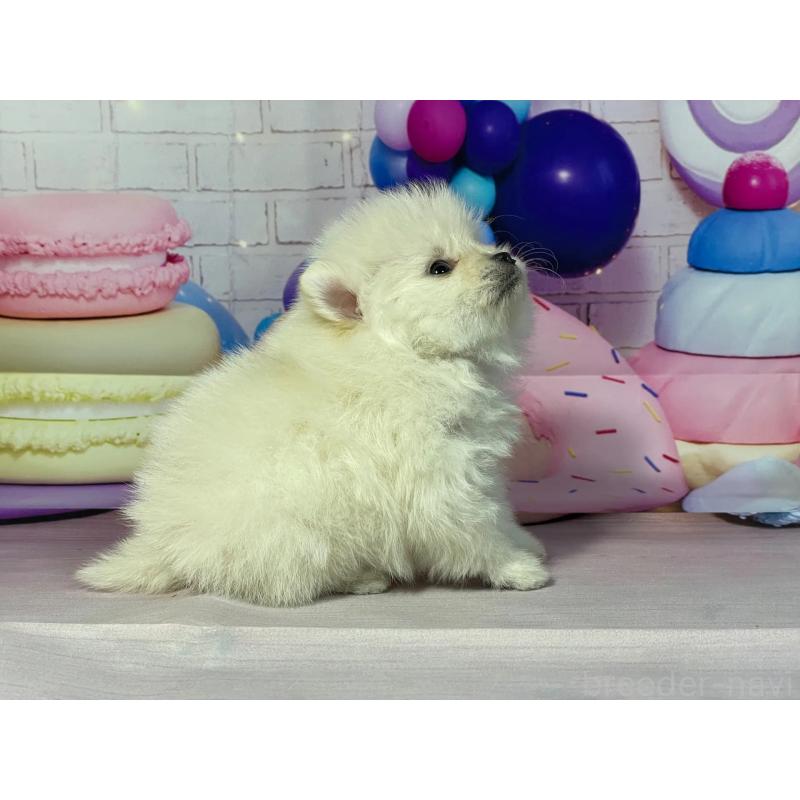 販売中の埼玉県のポメラニアン-444332の3枚目