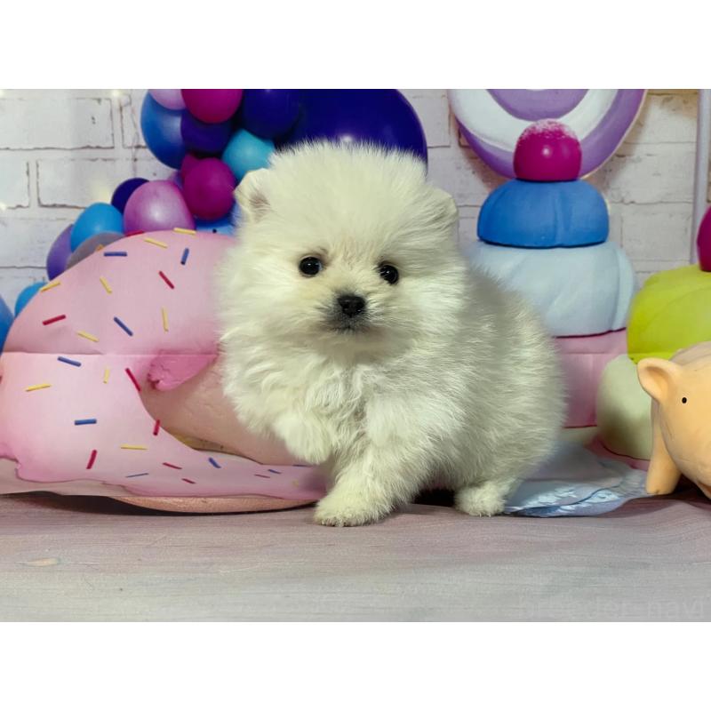 販売中の埼玉県のポメラニアン-444332