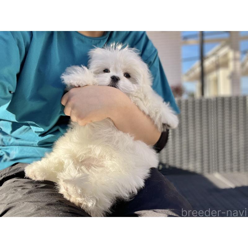 販売中の山梨県のミックス犬-430783の14枚目