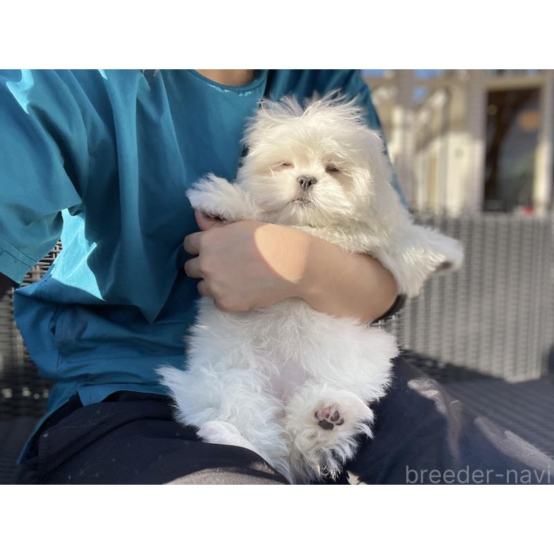 販売中の山梨県のミックス犬-430783の12枚目