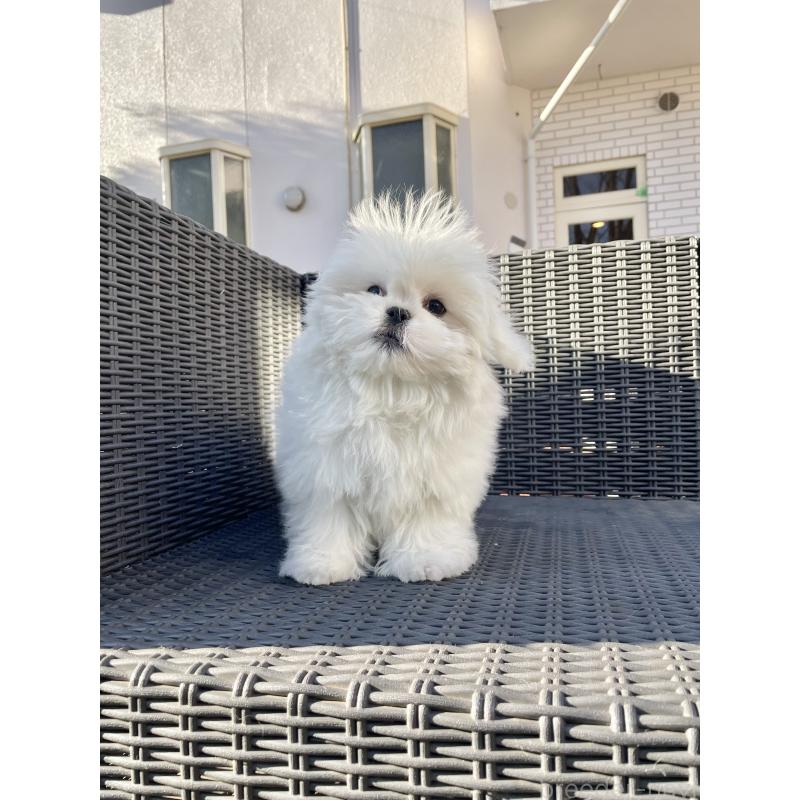 販売中の山梨県のミックス犬-430783の11枚目