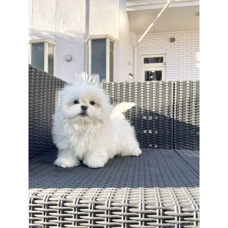 販売中の山梨県のミックス犬-430783の10枚目