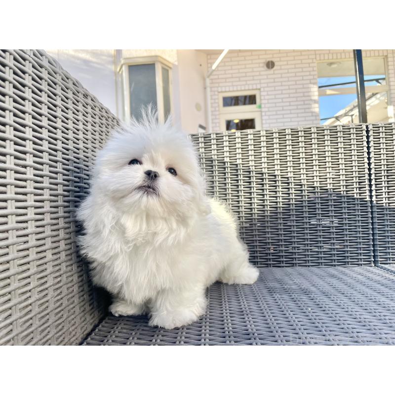 販売中の山梨県のミックス犬-430783の9枚目