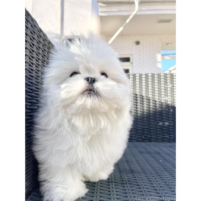 販売中の山梨県のミックス犬-430783の8枚目