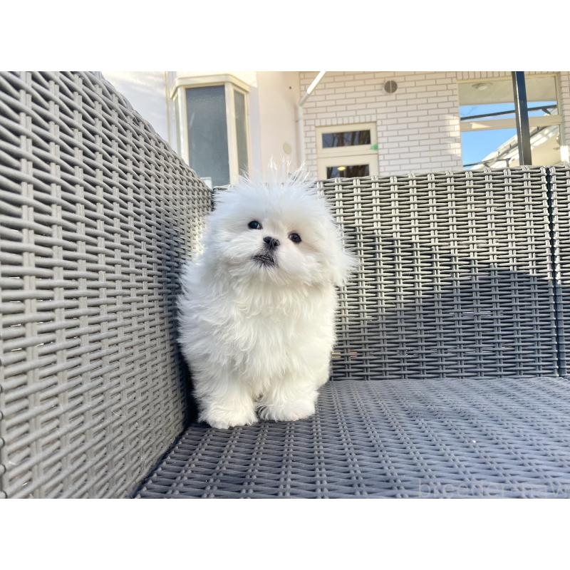 販売中の山梨県のミックス犬-430783の7枚目