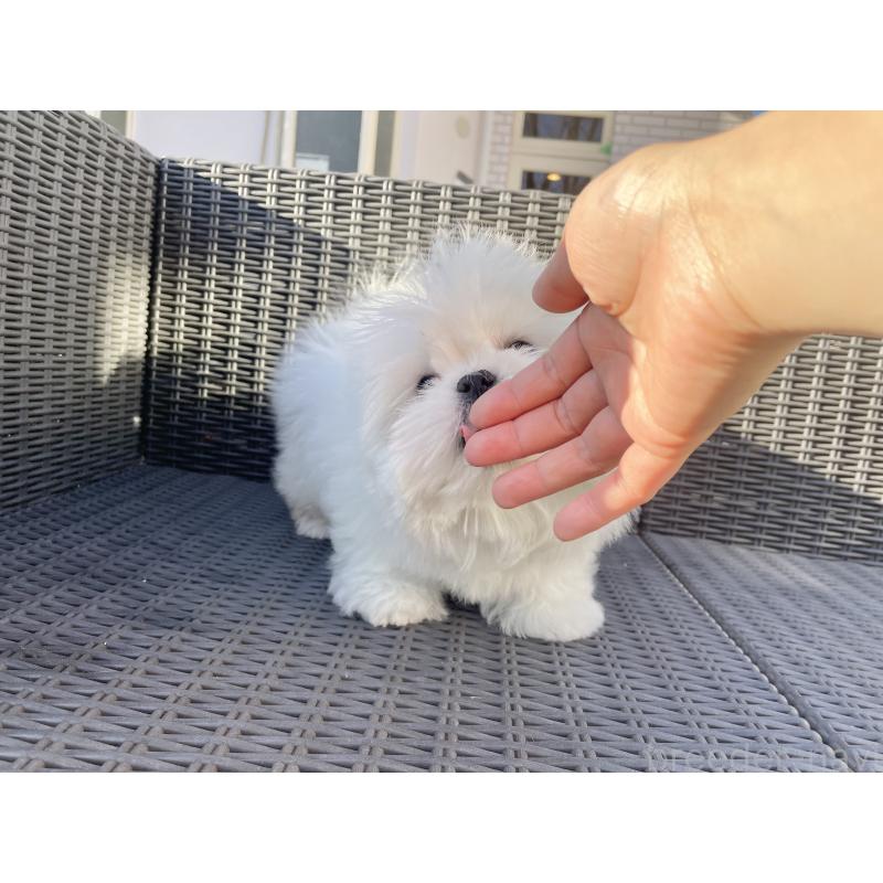 販売中の山梨県のミックス犬-430783の6枚目