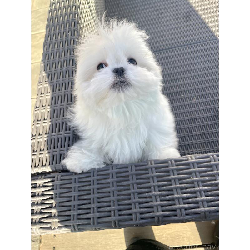 販売中の山梨県のミックス犬-430783の5枚目