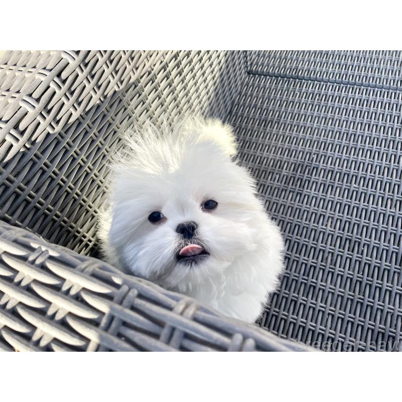 販売中の山梨県のミックス犬-430783の4枚目