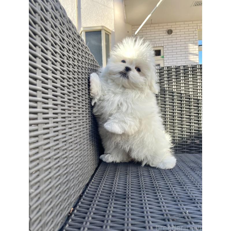 販売中の山梨県のミックス犬-430783の3枚目