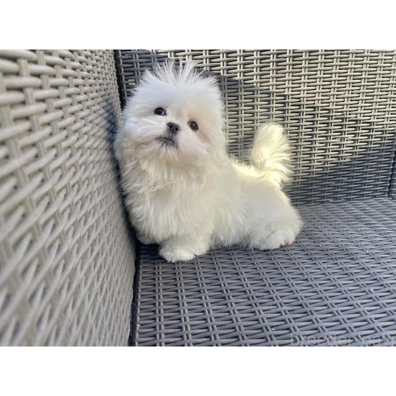 販売中の山梨県のミックス犬-430783の2枚目