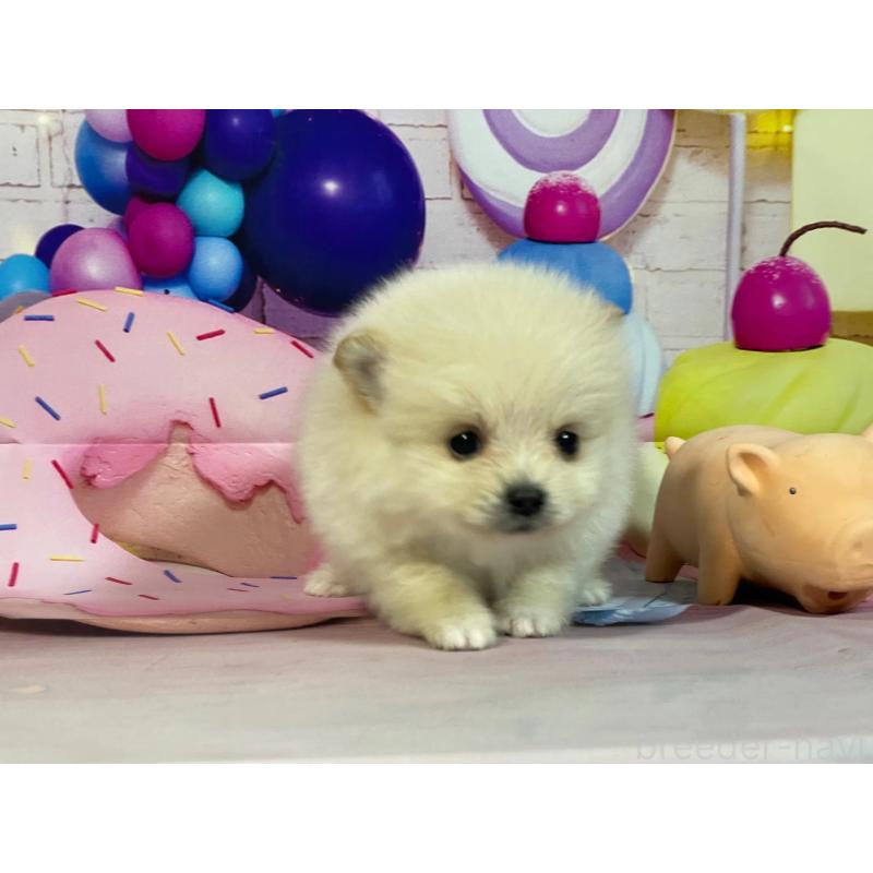 販売中の埼玉県のポメラニアン-444333の4枚目