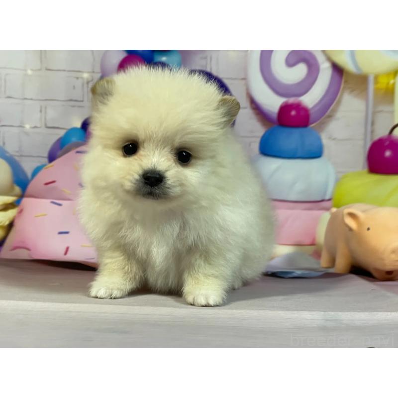 販売中の埼玉県のポメラニアン-444333