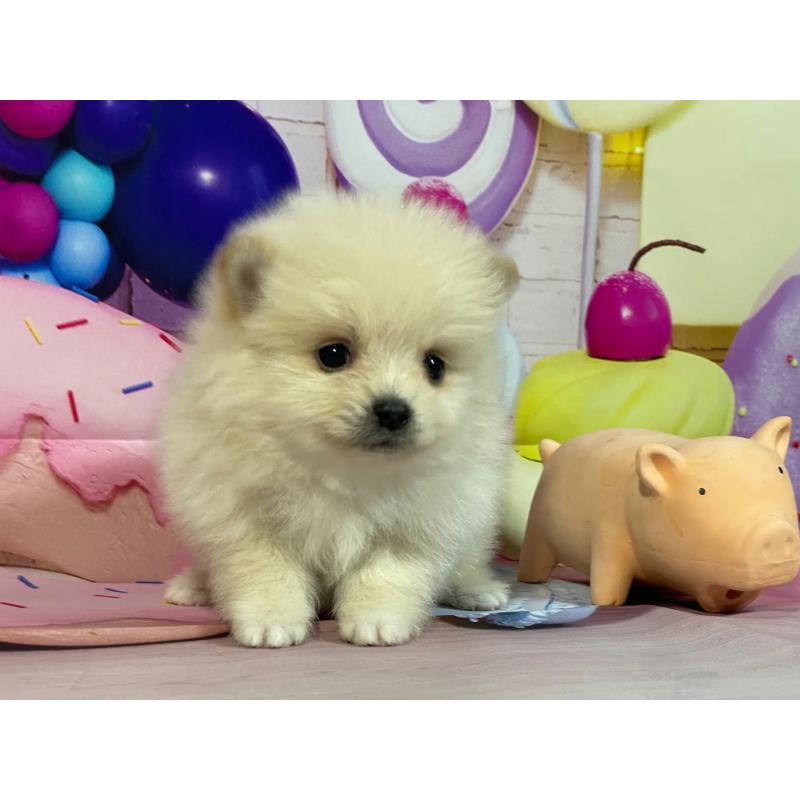 販売中の埼玉県のポメラニアン-444333の2枚目