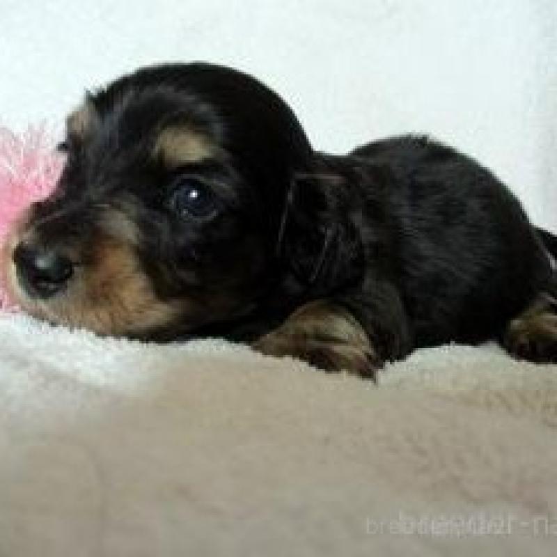 販売中の茨城県のミニチュアダックスフンド(ロングヘアード)-444334の1枚目