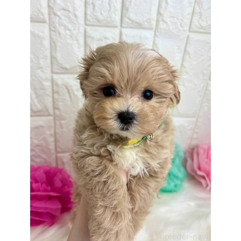 販売中の福岡県のマルプー:マルチーズ×トイプードル-444335の4枚目