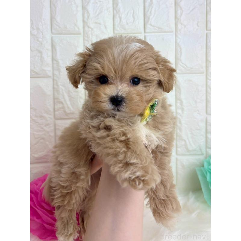 販売中の福岡県のマルプー:マルチーズ×トイプードル-444335の3枚目