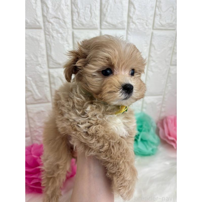 販売中の福岡県のマルプー:マルチーズ×トイプードル-444335の2枚目