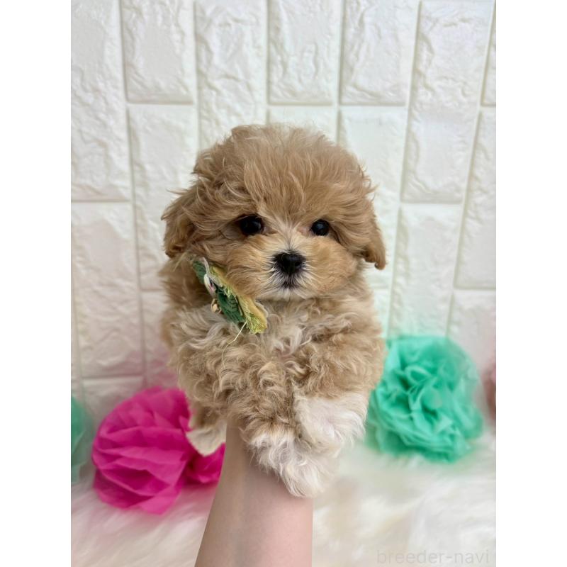 販売中の福岡県のマルプー:マルチーズ×トイプードル-444336の4枚目