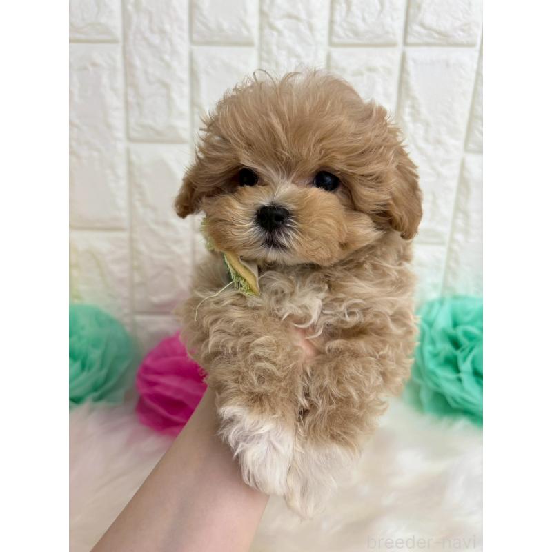 販売中の福岡県のマルプー:マルチーズ×トイプードル-444336の2枚目