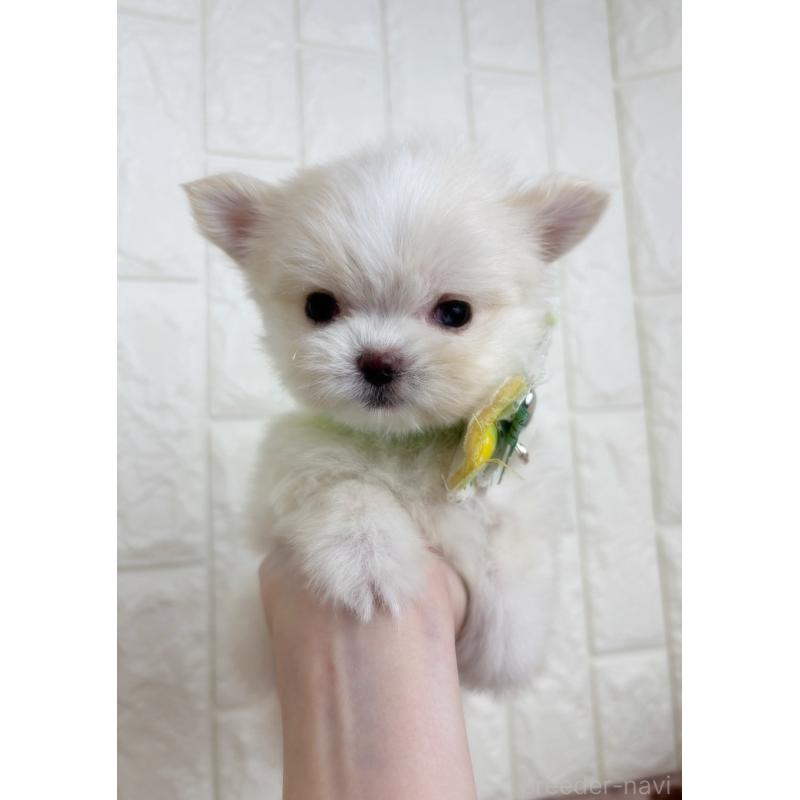 販売中の福岡県のチワマル:チワワ×マルチーズ-444338の4枚目