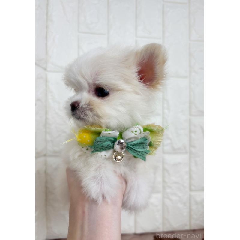 販売中の福岡県のチワマル:チワワ×マルチーズ-444338の3枚目