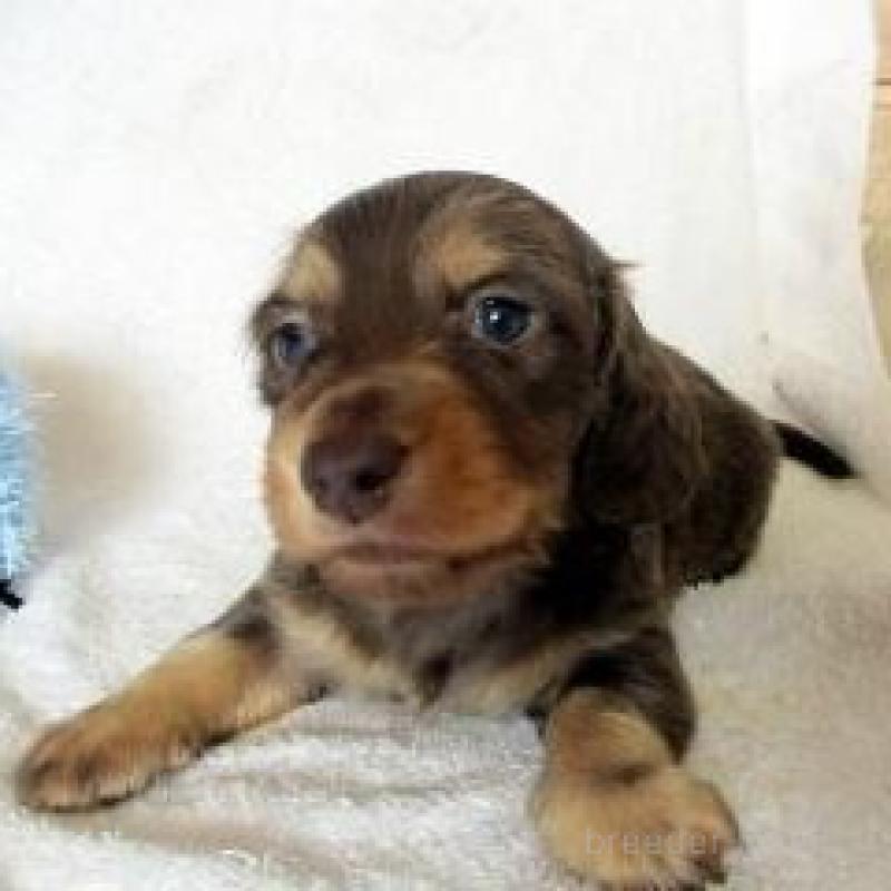 販売中の茨城県のミニチュアダックスフンド(ロングヘアード)-444337