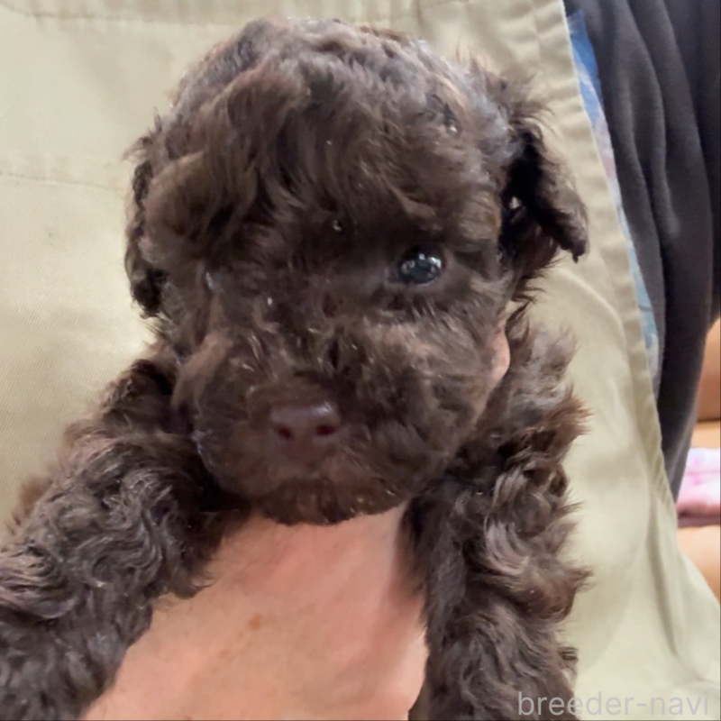 販売中の千葉県のタイニープードル-420123の7枚目