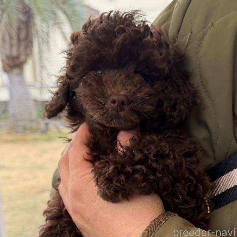 販売中の千葉県のタイニープードル-420123の6枚目