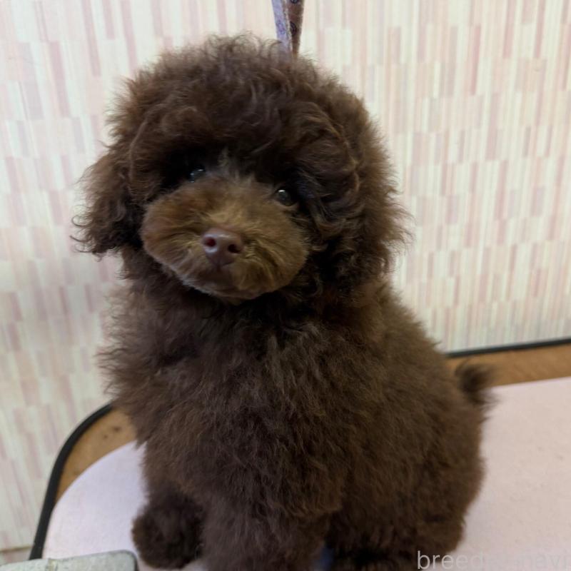 販売中の千葉県のタイニープードル-420123の5枚目