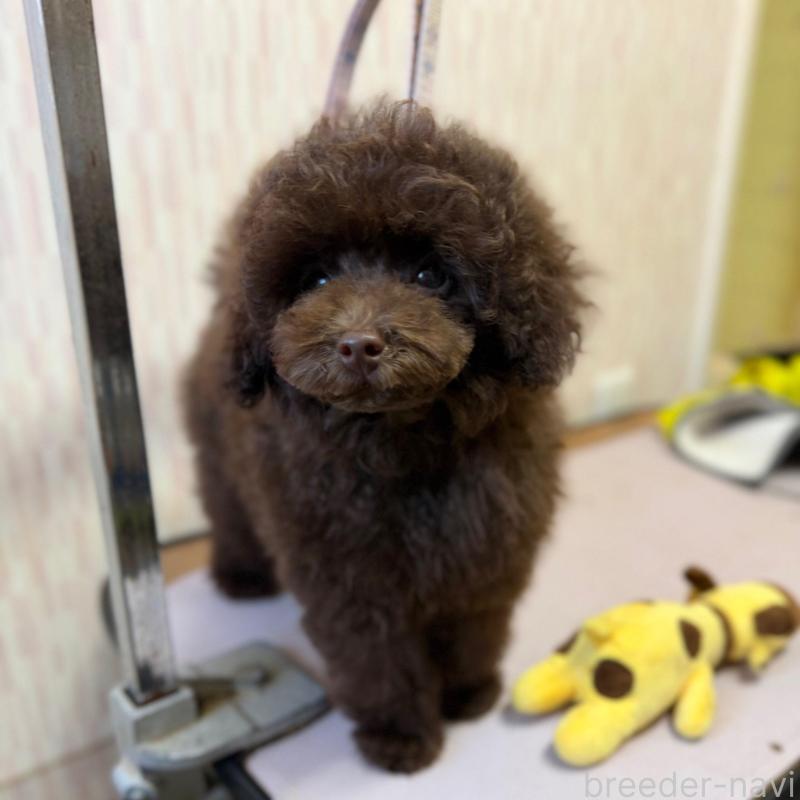 販売中の千葉県のタイニープードル-420123の1枚目